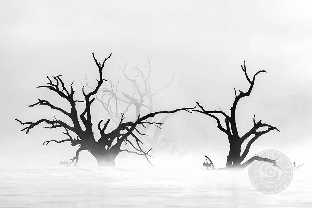 业余组2023年国际黑白摄影大奖赛野生生物类获奖作品公布上