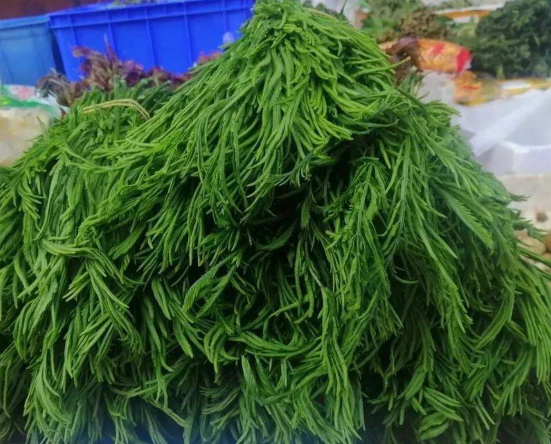 文山人采不得!吃不得!_野菜_食用_楚雄