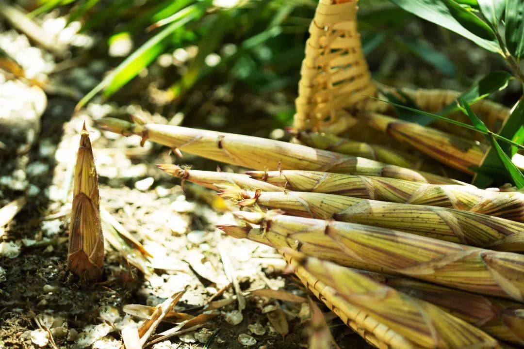 国家春笋地理_竹子_中国_竹笋