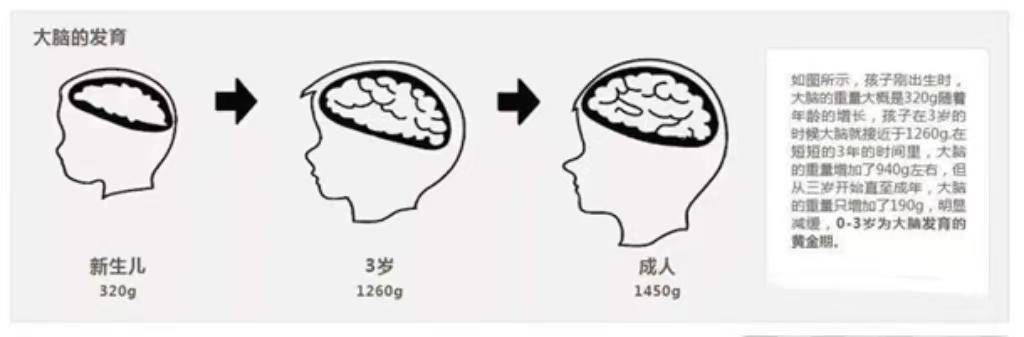 抓住大脑发育的黄金期,补充足够的营养,同时对宝宝的视觉,听觉,触觉