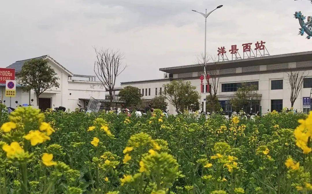 直击现场2024最美油菜花海主会场洋县各个观花点旅游环线情况播报