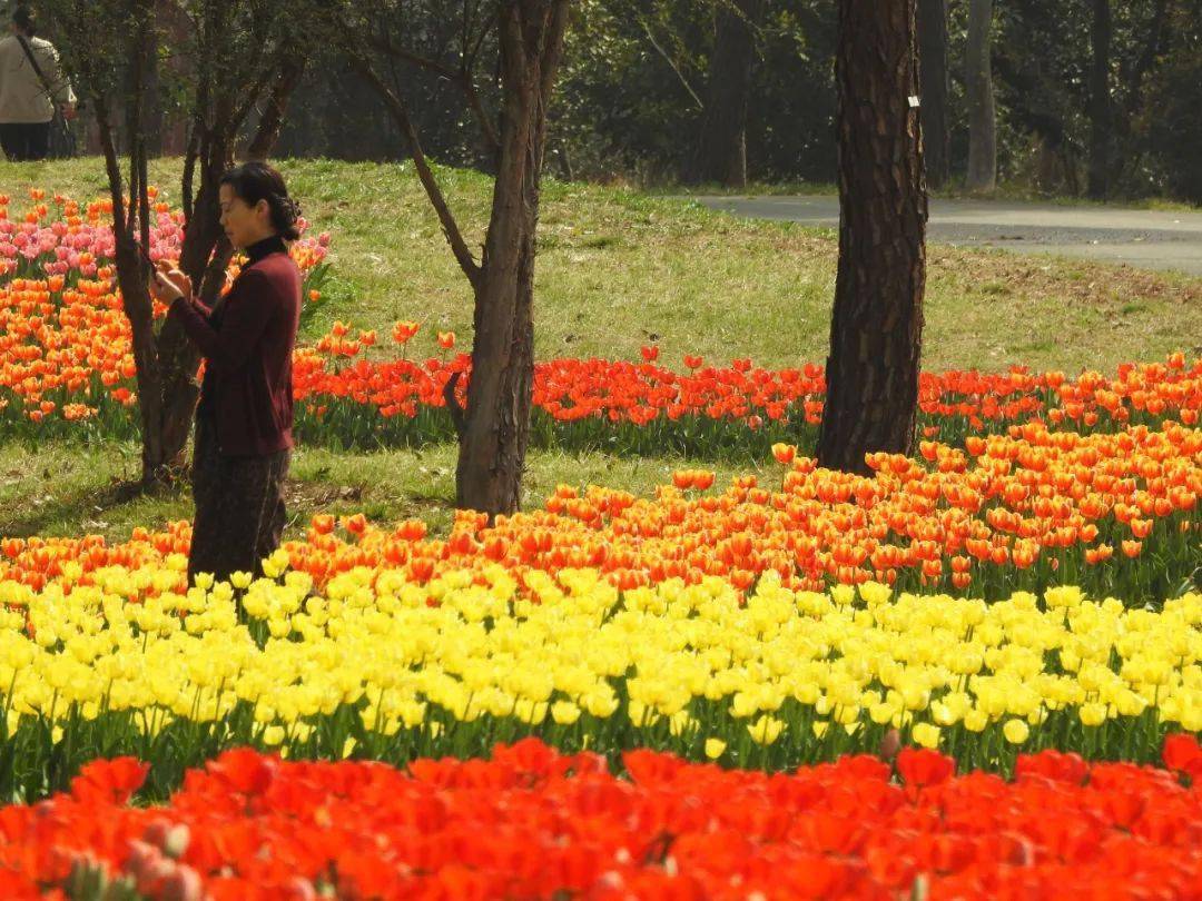 荆门这3条赏花踏青线路,绝对惊艳你的朋友圈!_樱花_桃花_文化