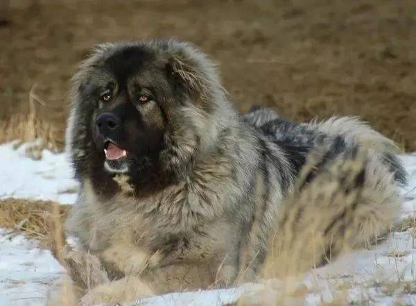 这四种能匹敌虎狼的猛犬你更喜欢谁