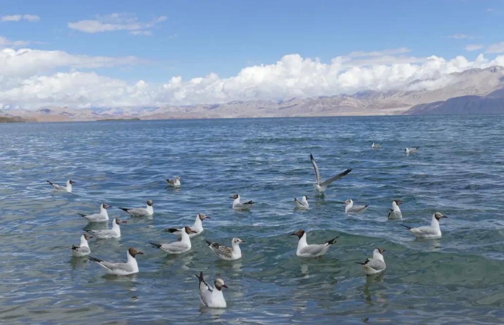 在中国的一侧水草丰茂,在印度的另一侧却寸草不生_湖水_淡水_我国
