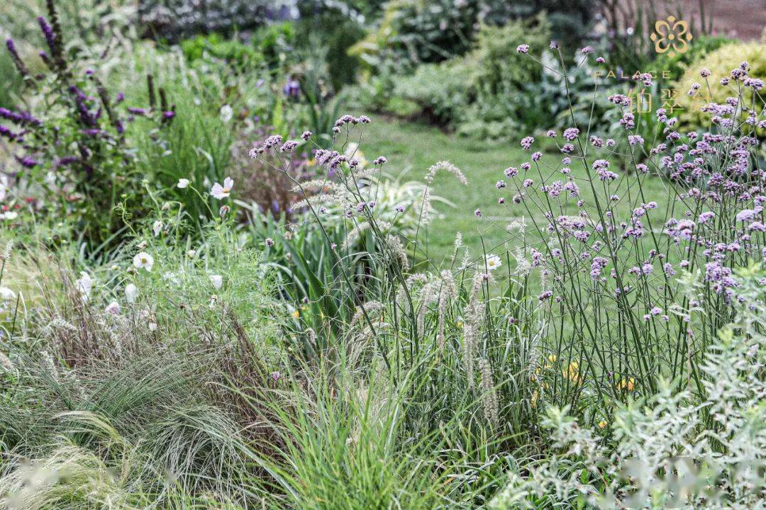 河桦,灰白色的剥落状树干和花园植物特别适配,在花园的东北角,我们在