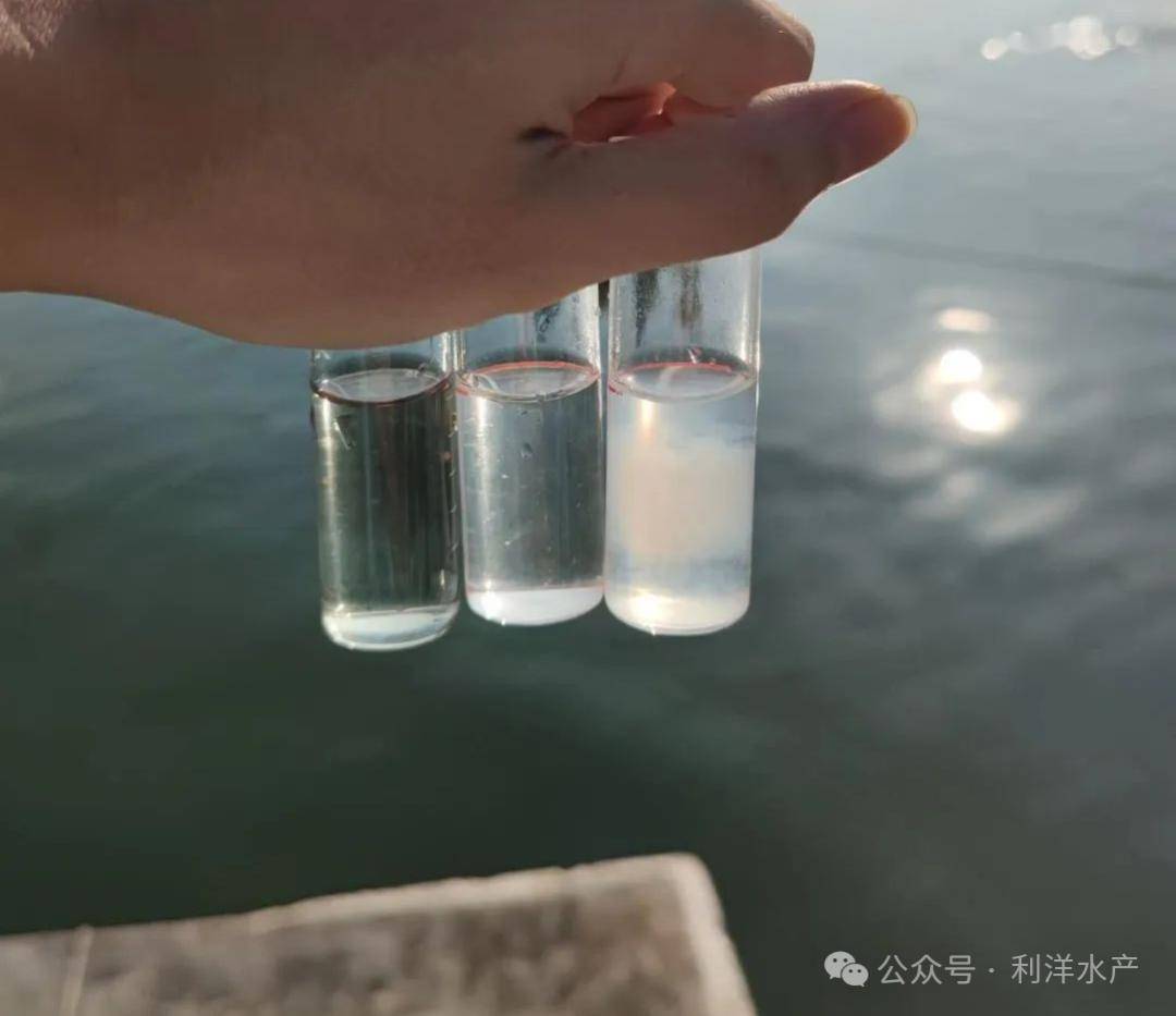 10月5日,下午塘头服务,水质检测ph值8.3,氨氮,亚硝酸盐无,检测溶氧6.