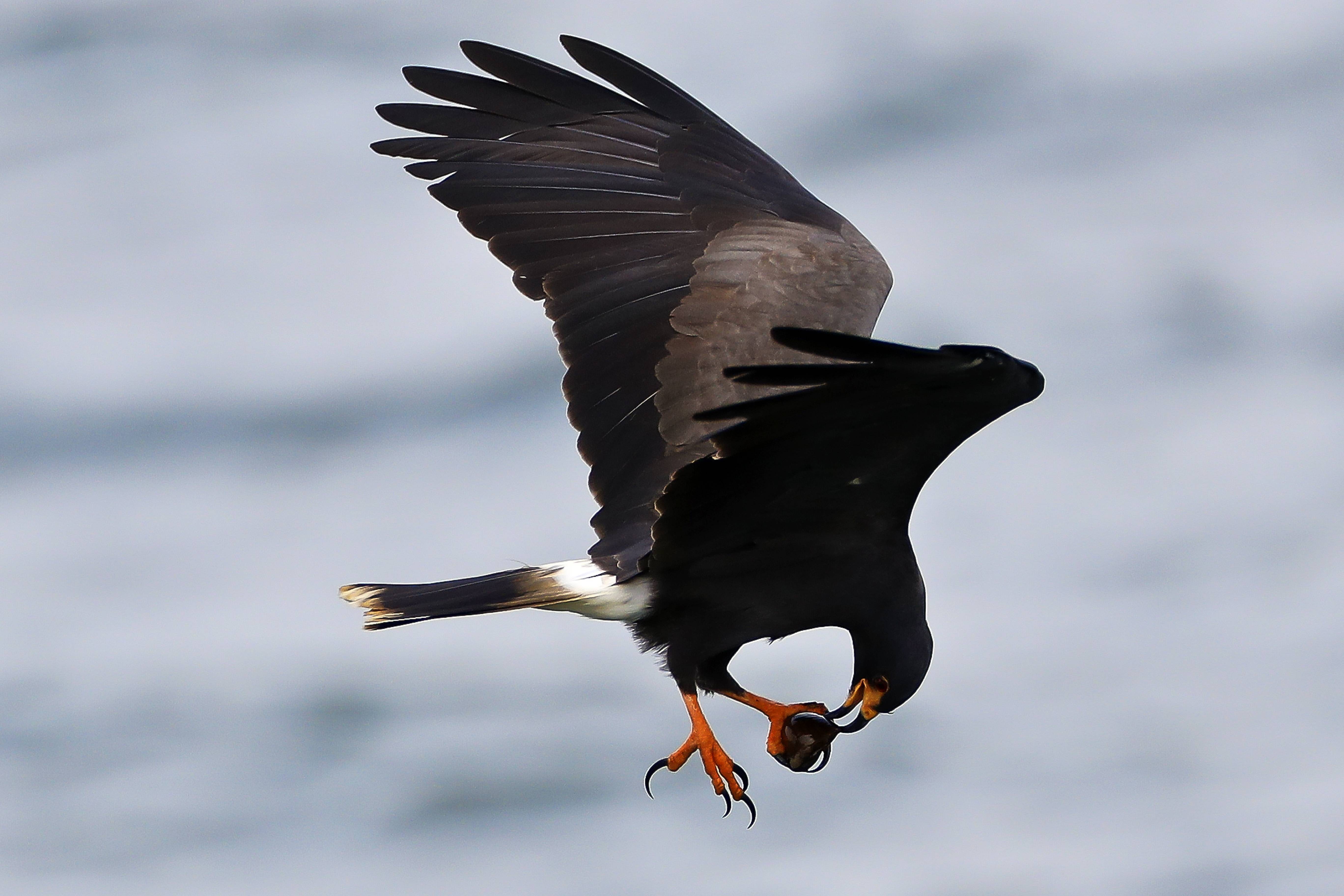 洪都拉斯约华湖的鸟类_新华社_欧新_外代