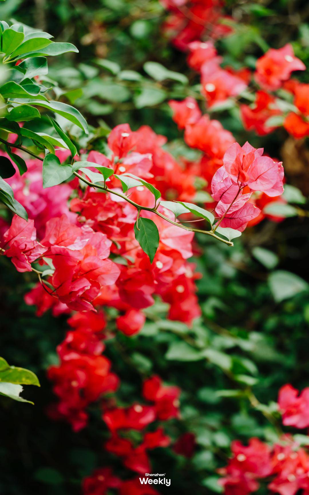 深圳三角梅瀑布又火了