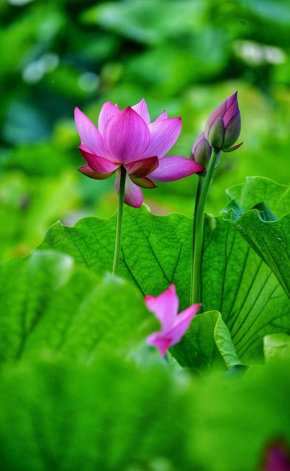 接下来的洛阳是这样的