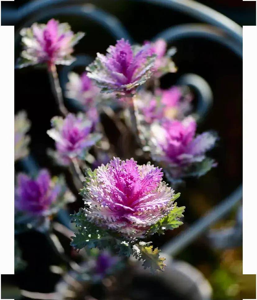 把包菜养成老桩,太漂亮了,从此什么花都不爱,独宠羽衣甘蓝_时候_叶片_