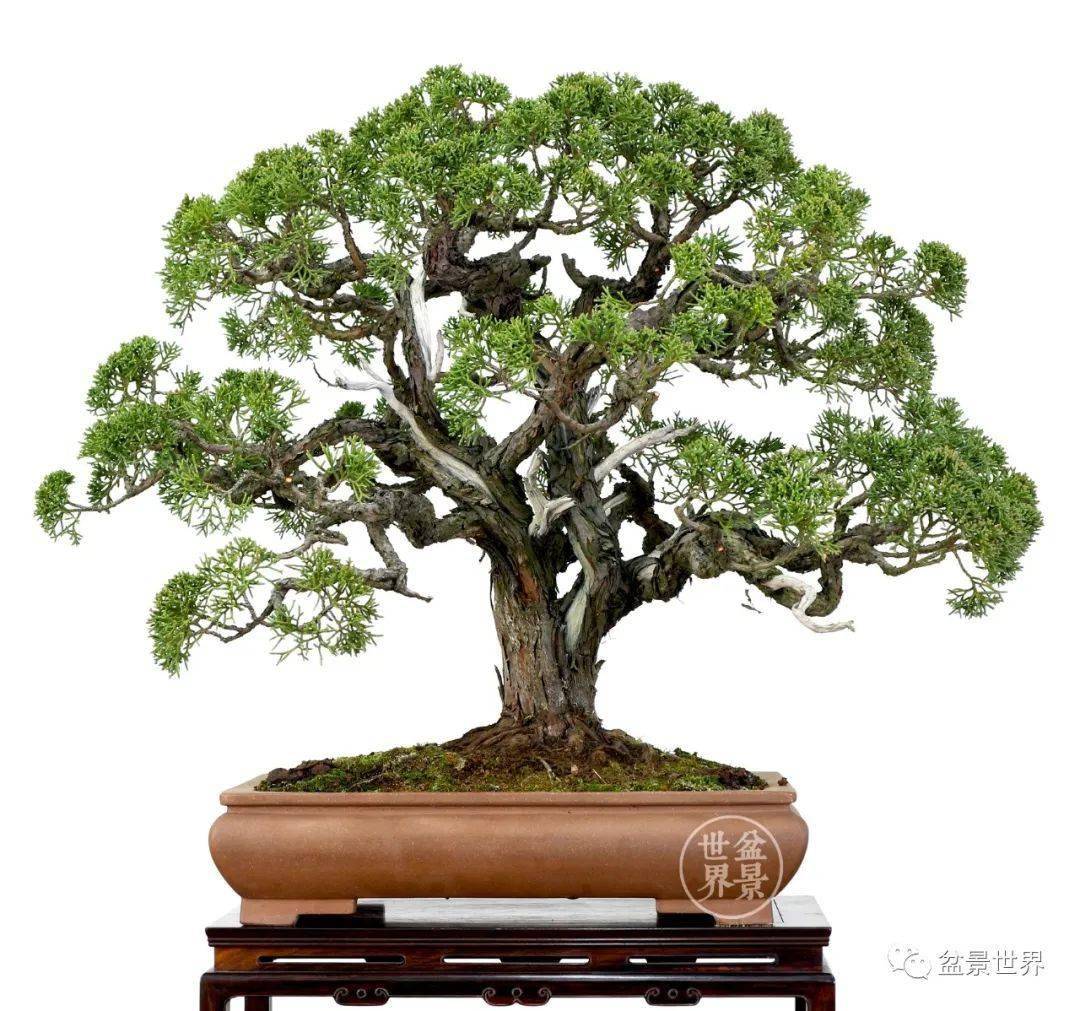 枝无寸直一寸三弯