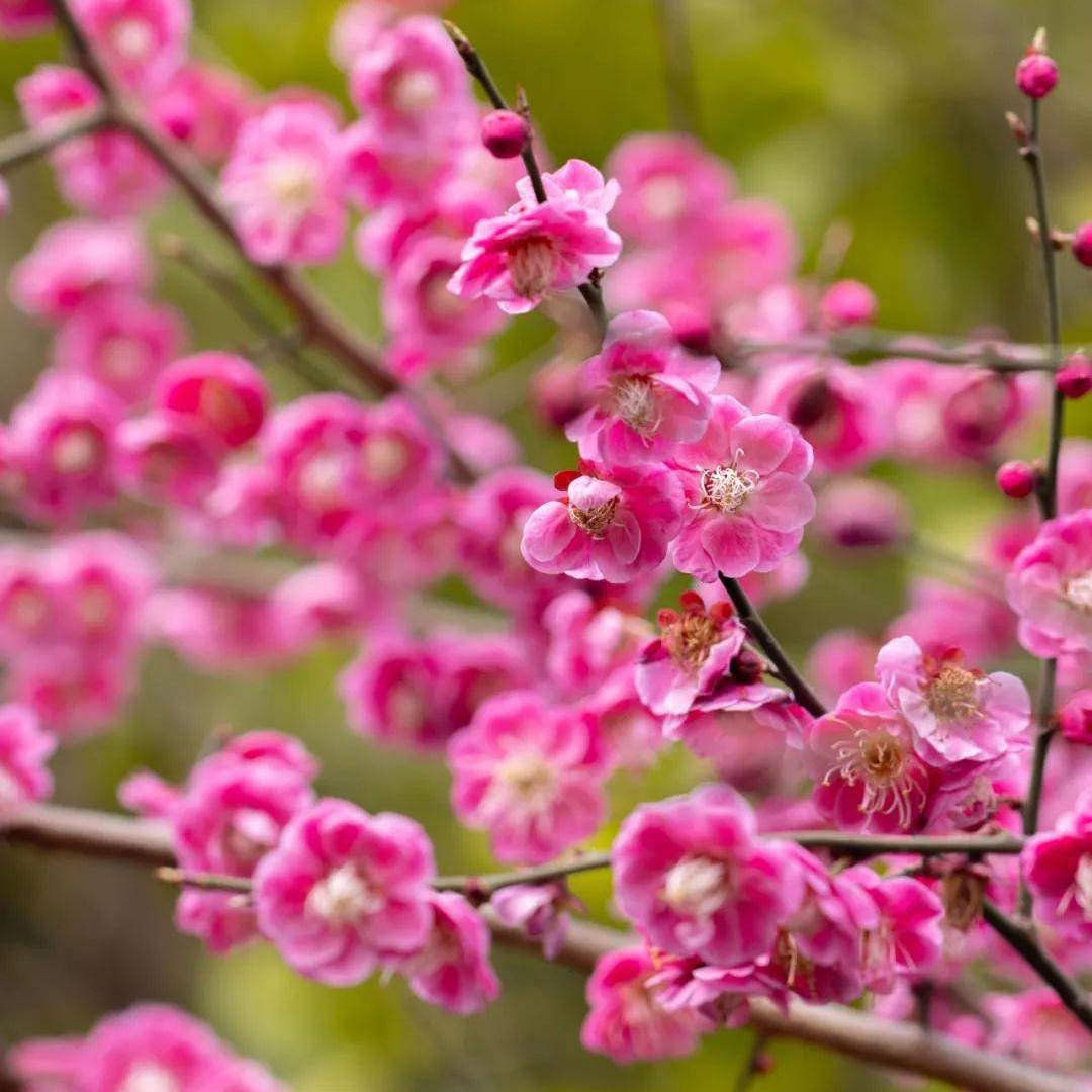 3月16日起,无锡市民特惠赏樱,拈花湾带你看家门口的粉色花海_樱花树