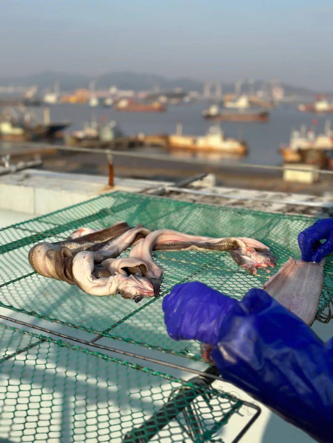 在西码头的屋顶,直面冷冽的西北风,能够迅速锁住深海鱼的油脂