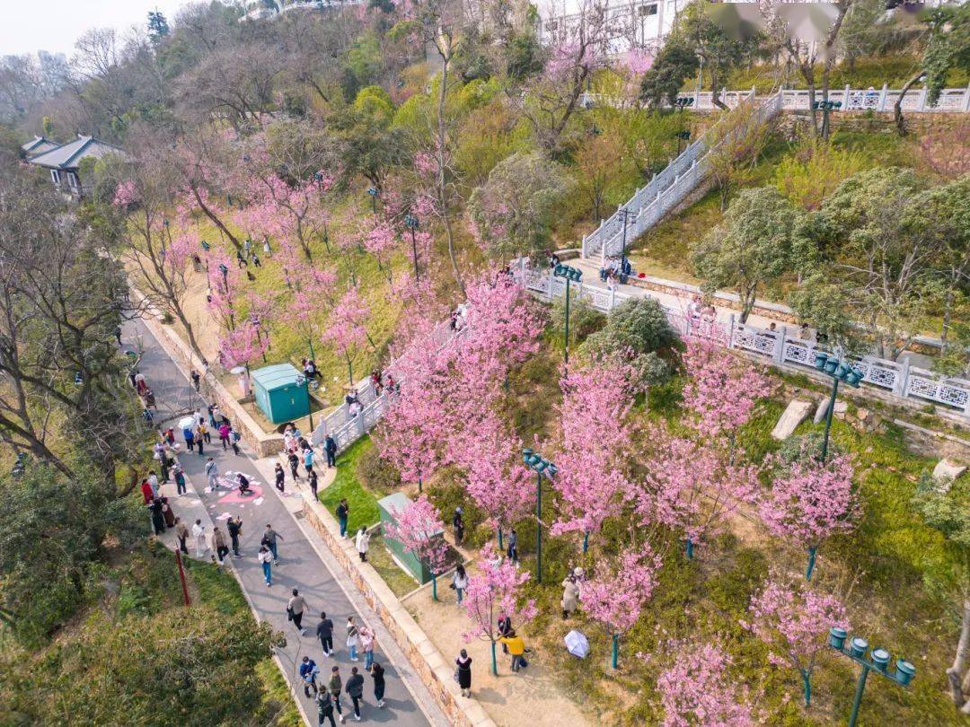 免费速来打卡龟山公园樱花盛放