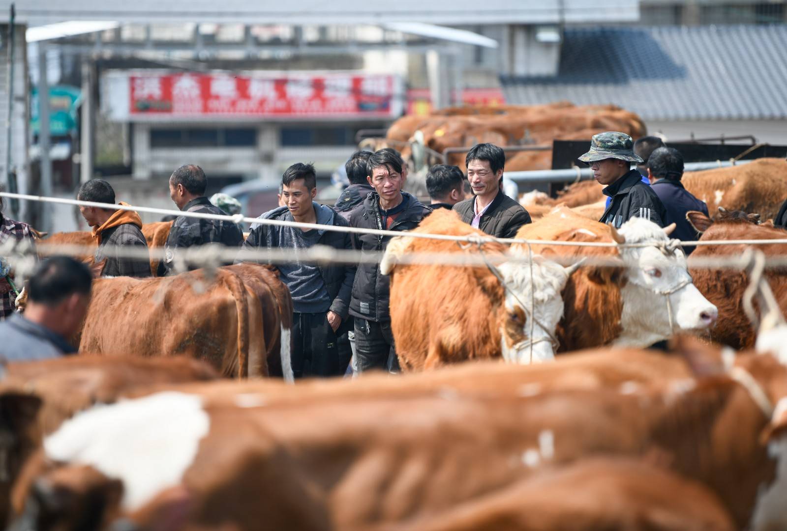 交易市场是国家农业农村部定点牲畜市场,也是贵州省五大牲畜市场之一