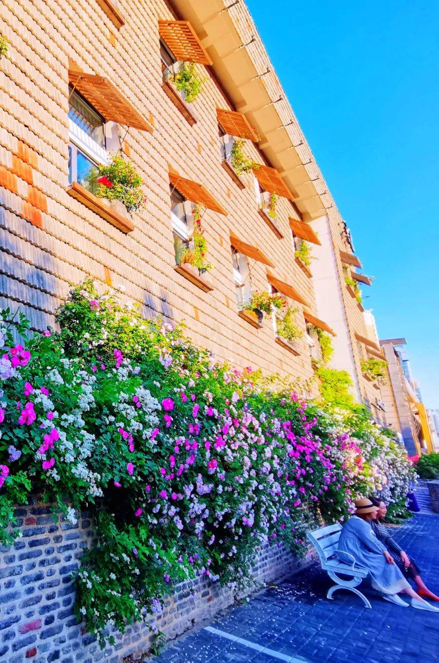 公园_牡丹_樱花