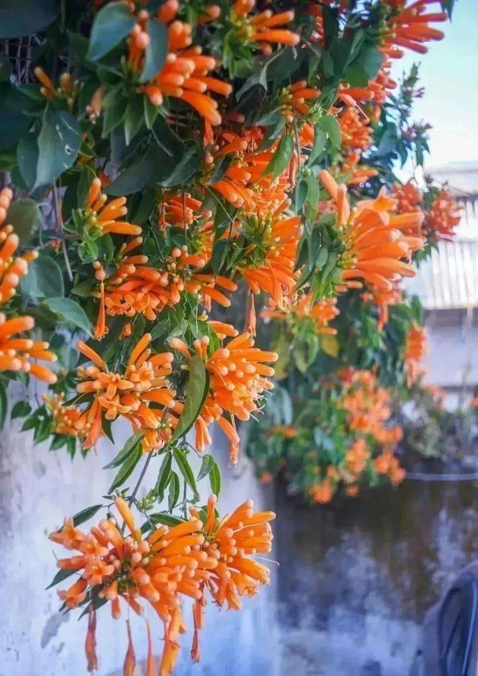 炮仗花发芽图片