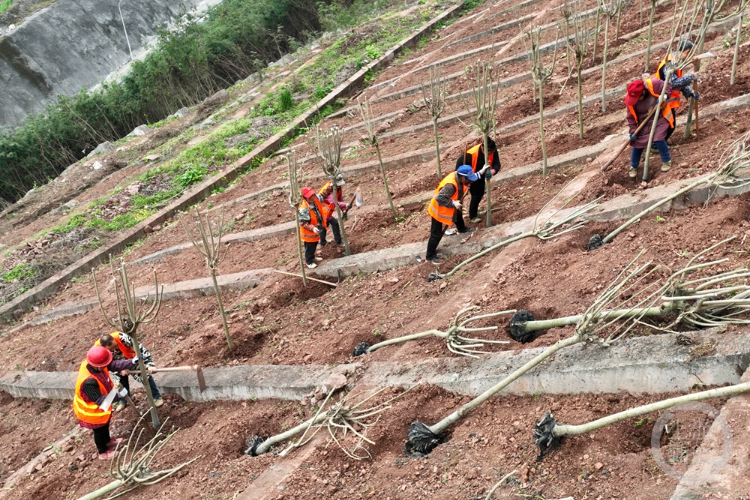 据了解,今年忠县将结合护坡复绿工程,增花添彩行动,以及市级生态园林
