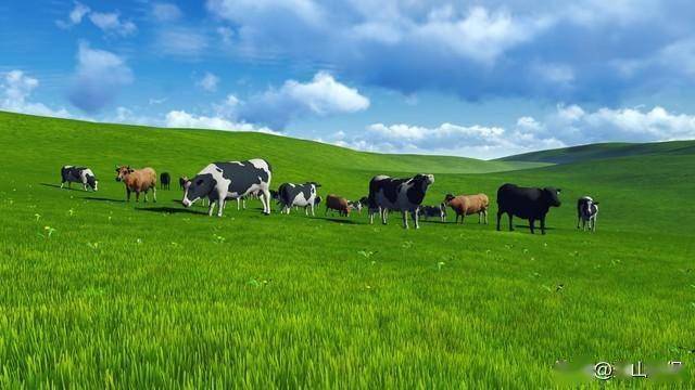 内蒙古农畜产品生产基地向什么方向发展_农业_畜牧业_市场