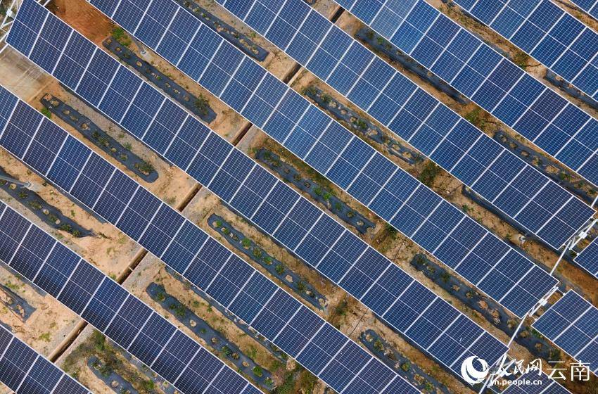 光伏板下"药"味浓_种植_发电_云县