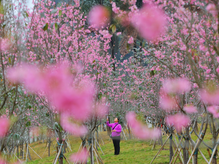 肇庆粉色樱花海已盛放!这里能快速入园赏花→_西江_景区_游客