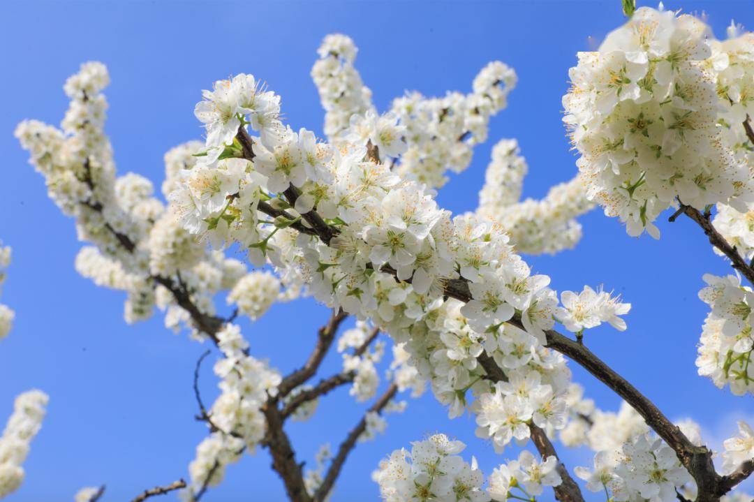 周末就去印盒李花观赏季盛大开幕