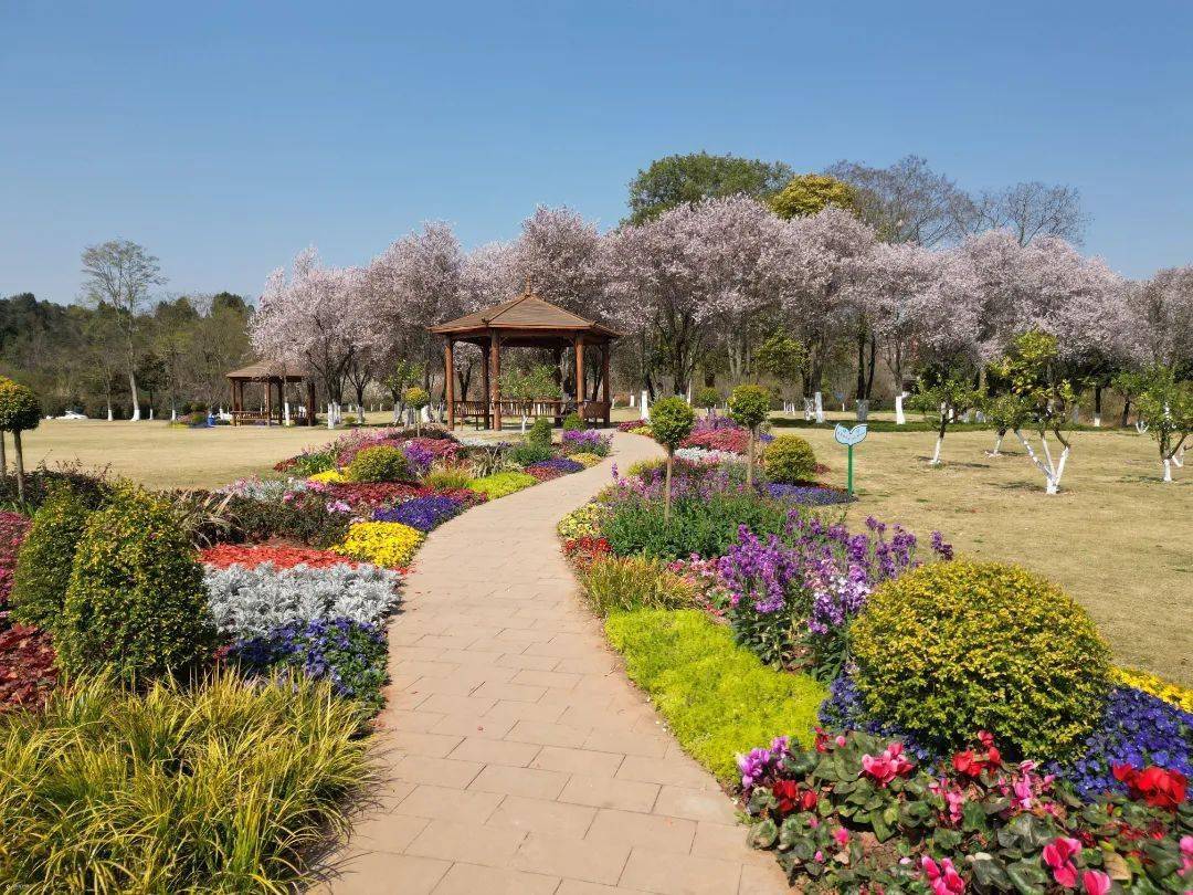 奔赴春日,资阳湿地公园已经迎来赏花季!