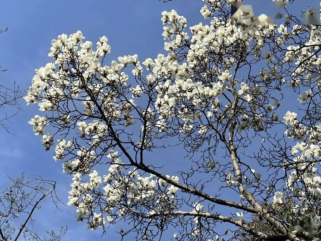 "市花"白玉兰绽放,快来这些点位观赏吧>2024-03-1