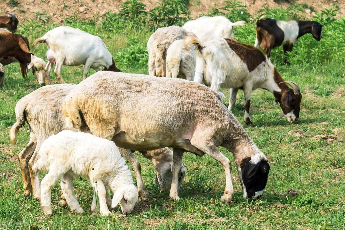 很有意思,有助养羊,一起来看_文化_动物_羊毛