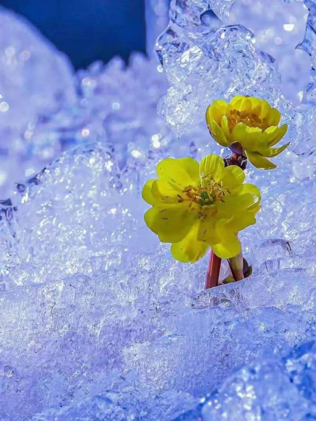 冰凌花润染开一席春韵,柔软又耀眼,或破土而出,或含苞待放,凌霜傲雪于