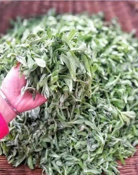 它的清香美味不输艾米果!_清明菜_团子_在线