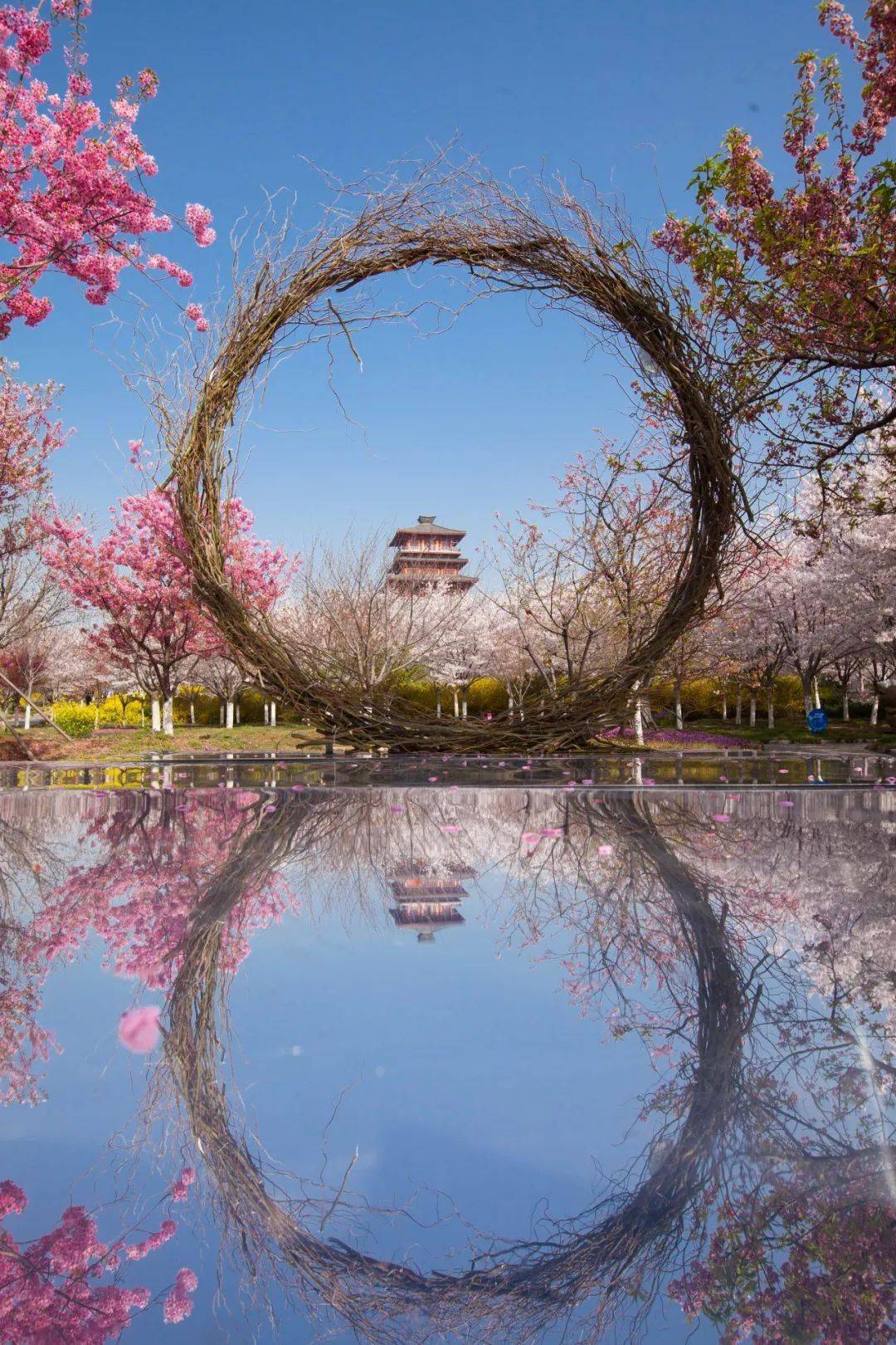 天阳签名照免费送追星指南请查收丰乐樱花园男神天阳在这里