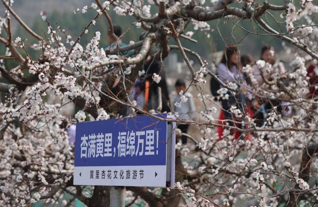 黄里杏花节位置图片