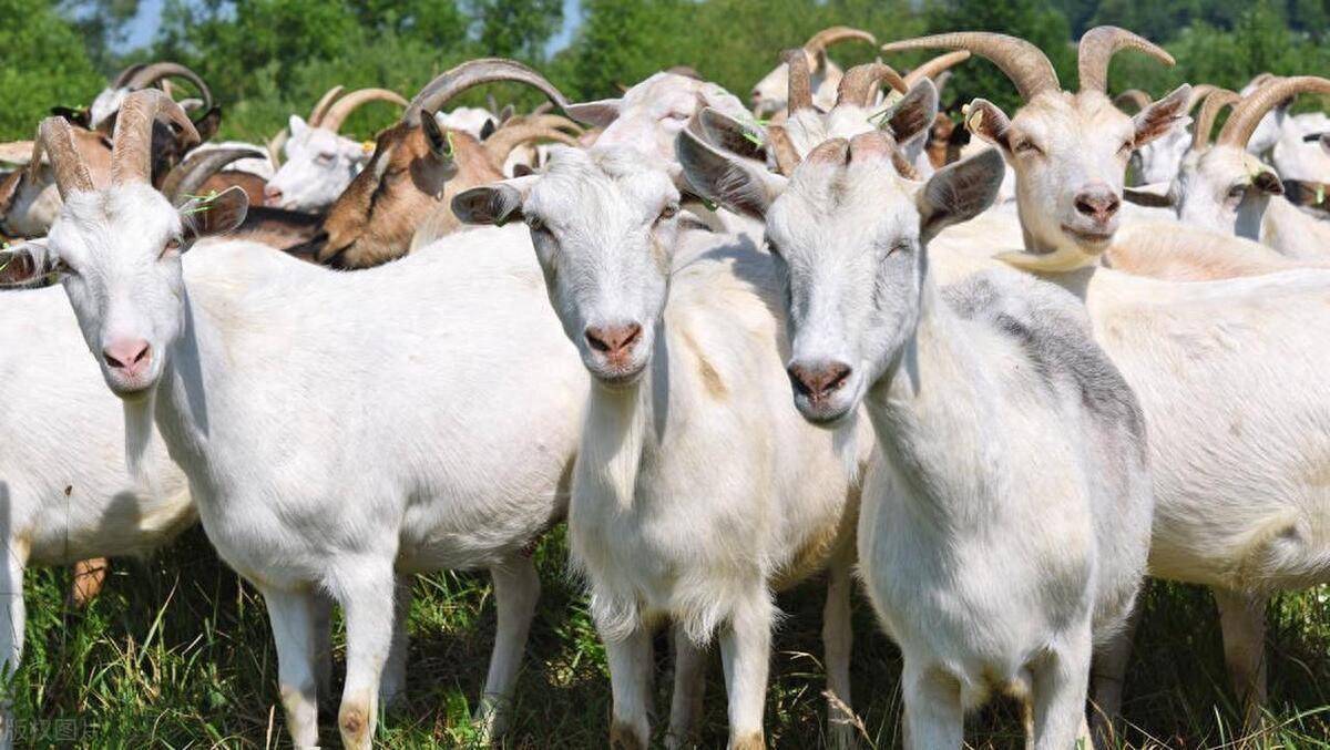 在这些群体中,存在着严格的等级制度和互动方式,如通过叫声,姿势和