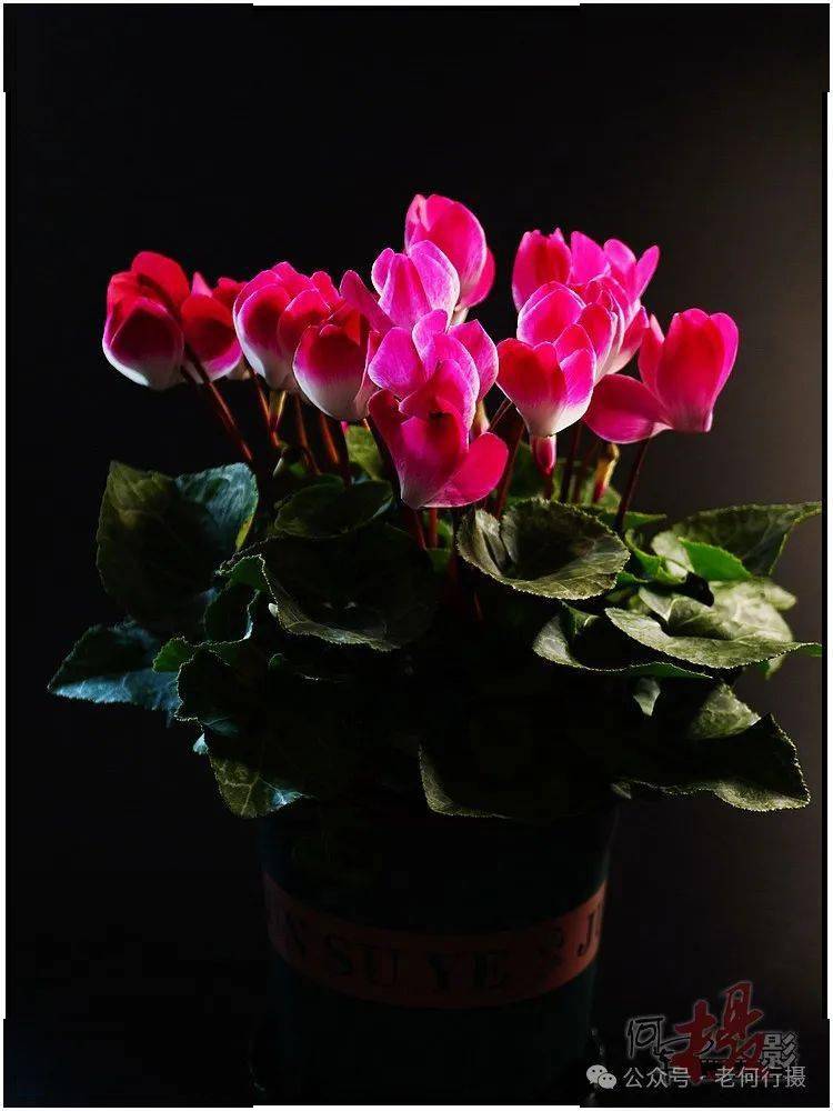 【图集】为"仙客来"留影_年花_拍花_花苞