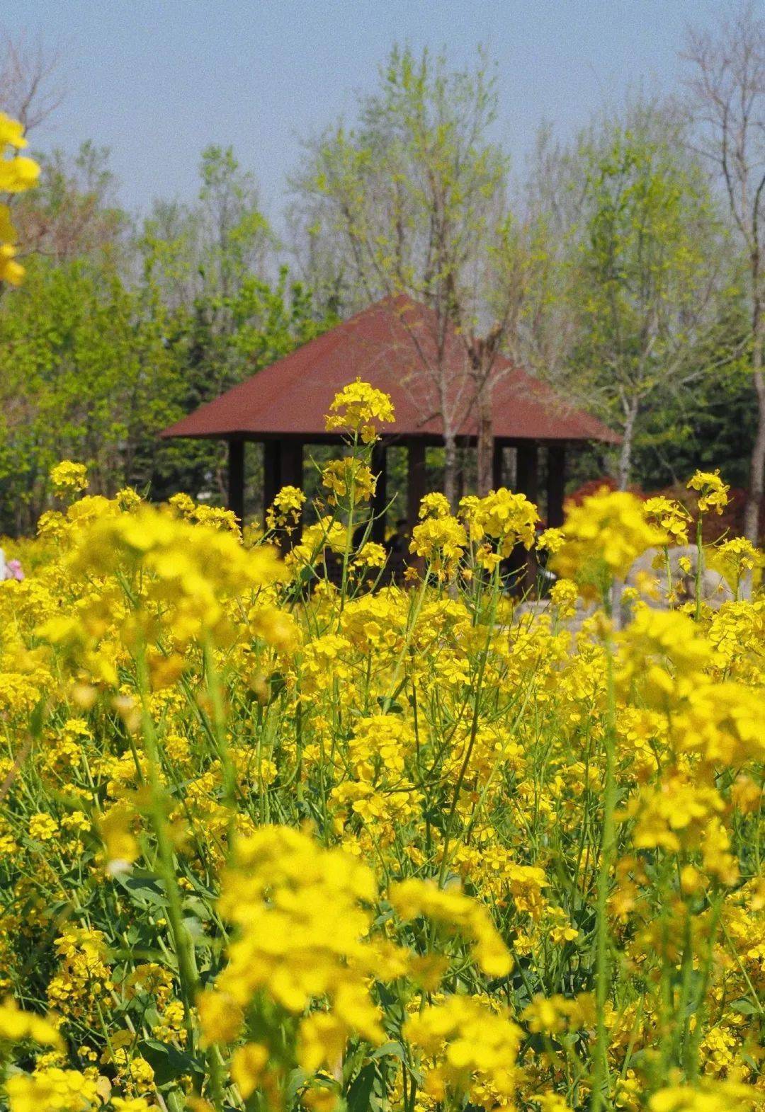 收藏青岛2024花海预报来了