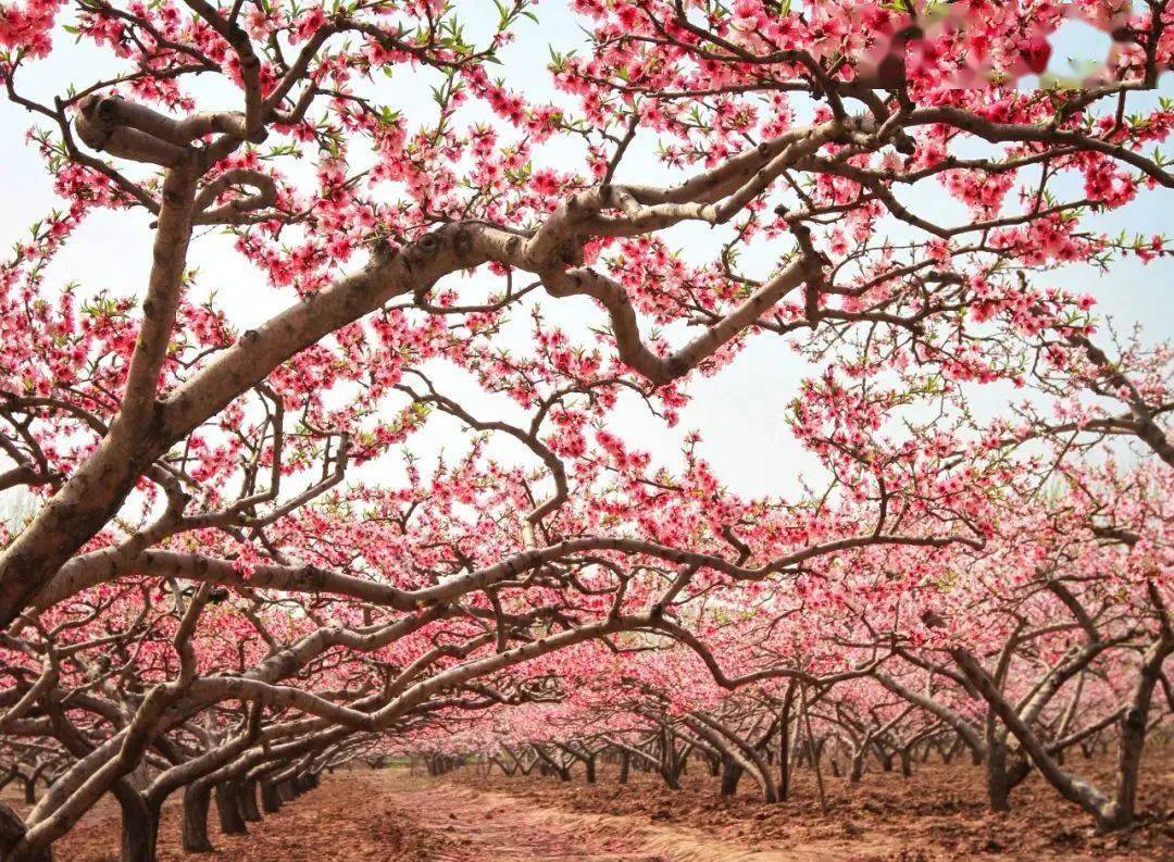 内黄河紊突üヂ郧胧蘸