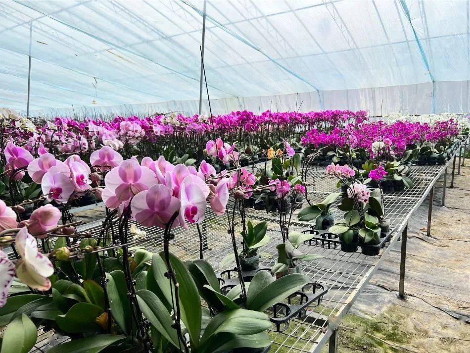 【编辑 刘妞】"蝴蝶兰基地在村上租