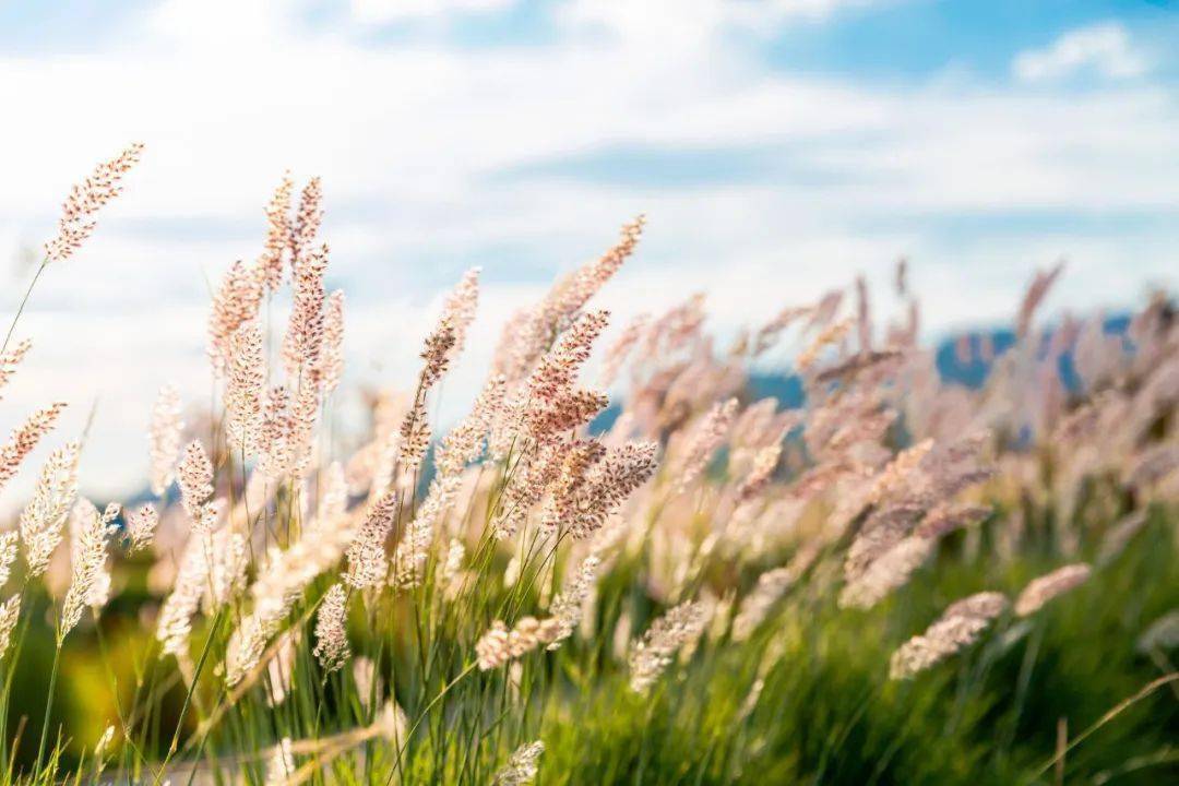 30首春游诗词共赏最美春光