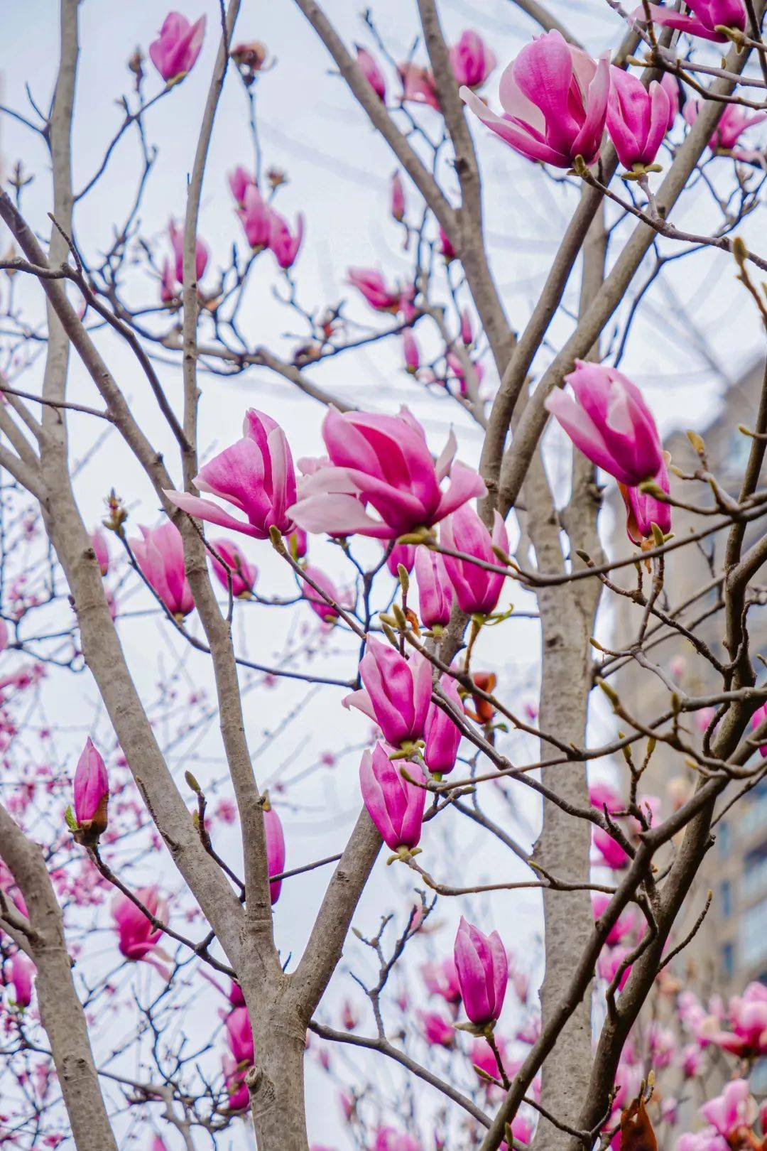 怎么也飞不出花花的世界春花烂漫的重庆你爱了吗