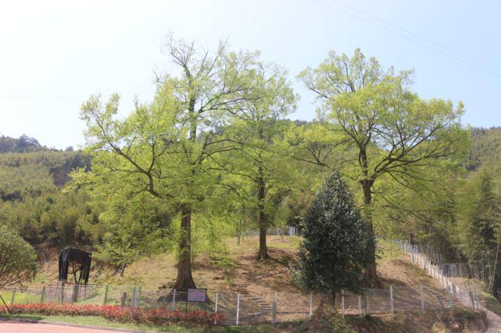 历史性突破全球野生植株仅存5株天目铁木34年来首次在省外开花