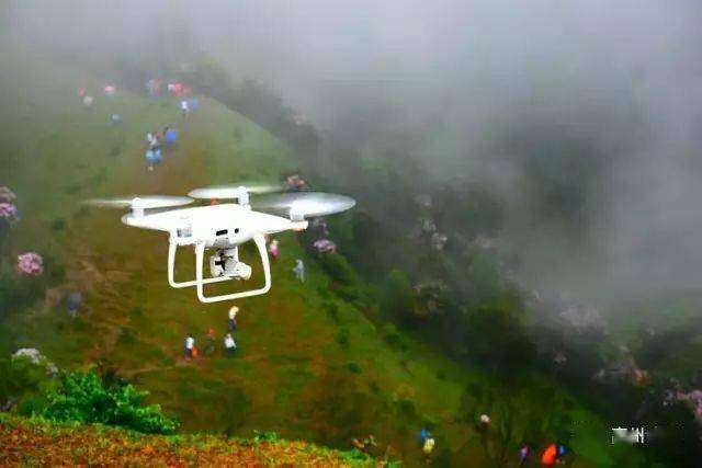 靓爆镜高州这片花海即将大绽放你知道在哪吗