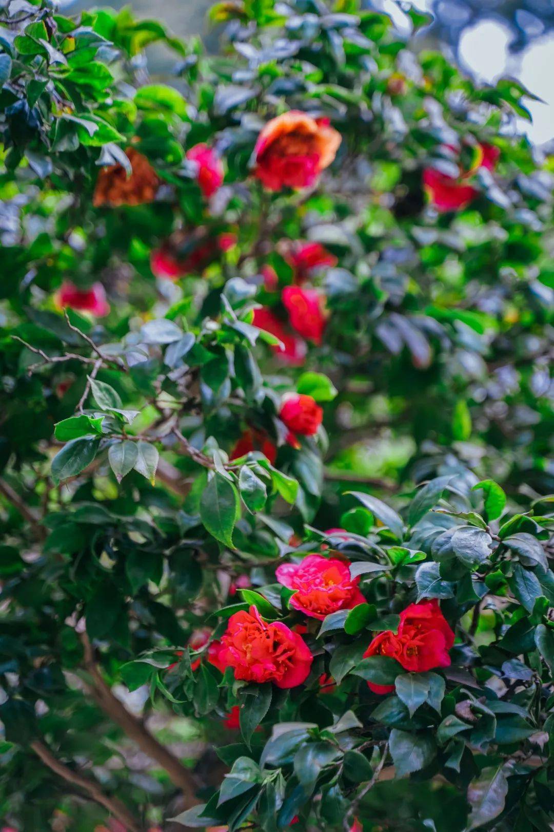 怎么也飞不出花花的世界春花烂漫的重庆你爱了吗