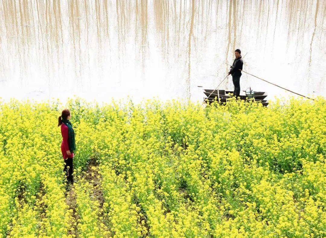 最佳赏花地点:内黄公园,硝河游园,白条河最佳赏花时间:3月中下旬在