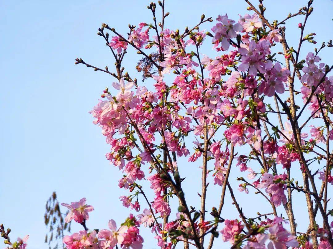 七星岩樱花已进入盛花期!_肇庆_西江_炯雄