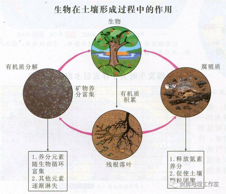 生物是促进土壤发生发展的最活跃的因素.