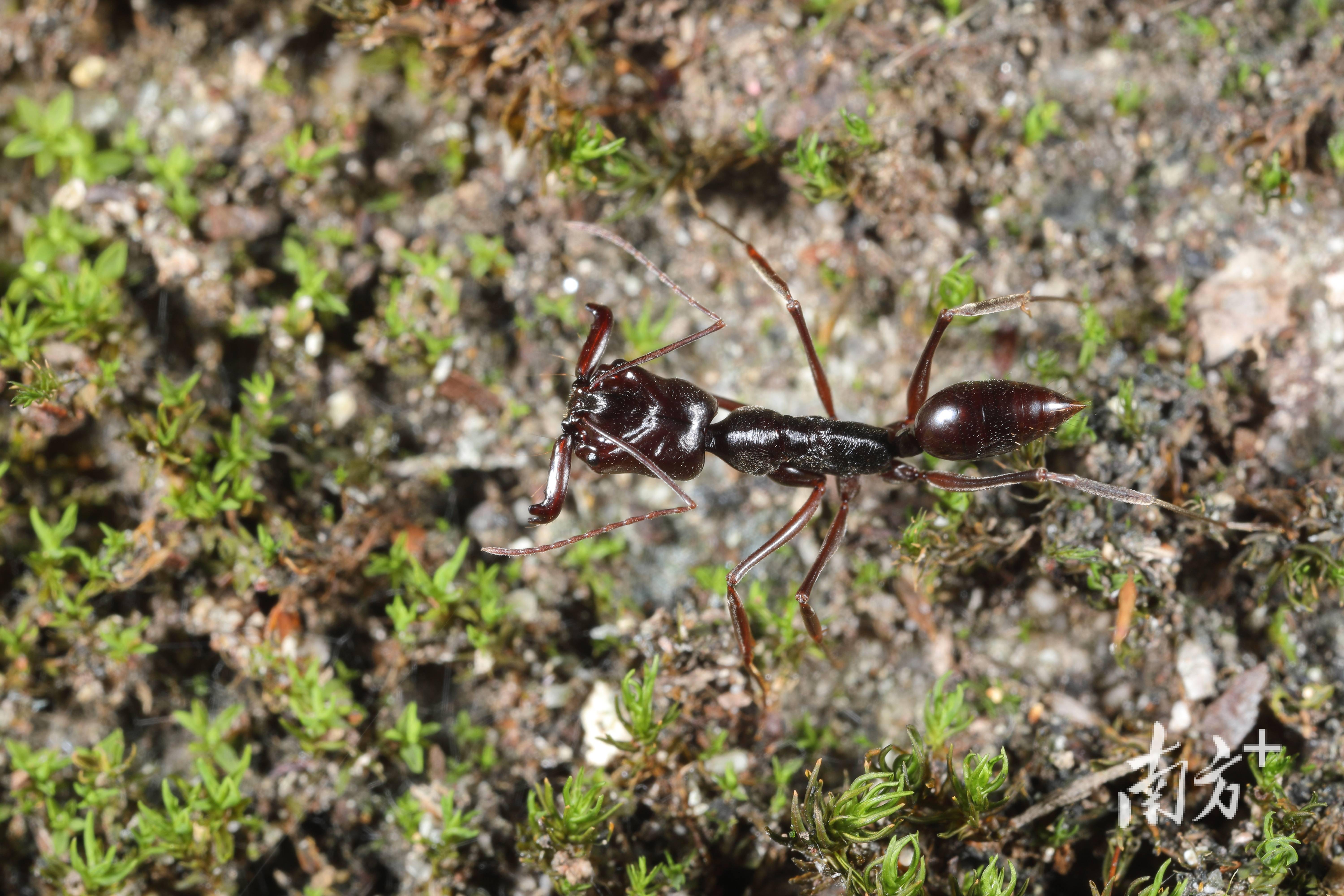 广东到底有多少种昆虫答案终于揭晓