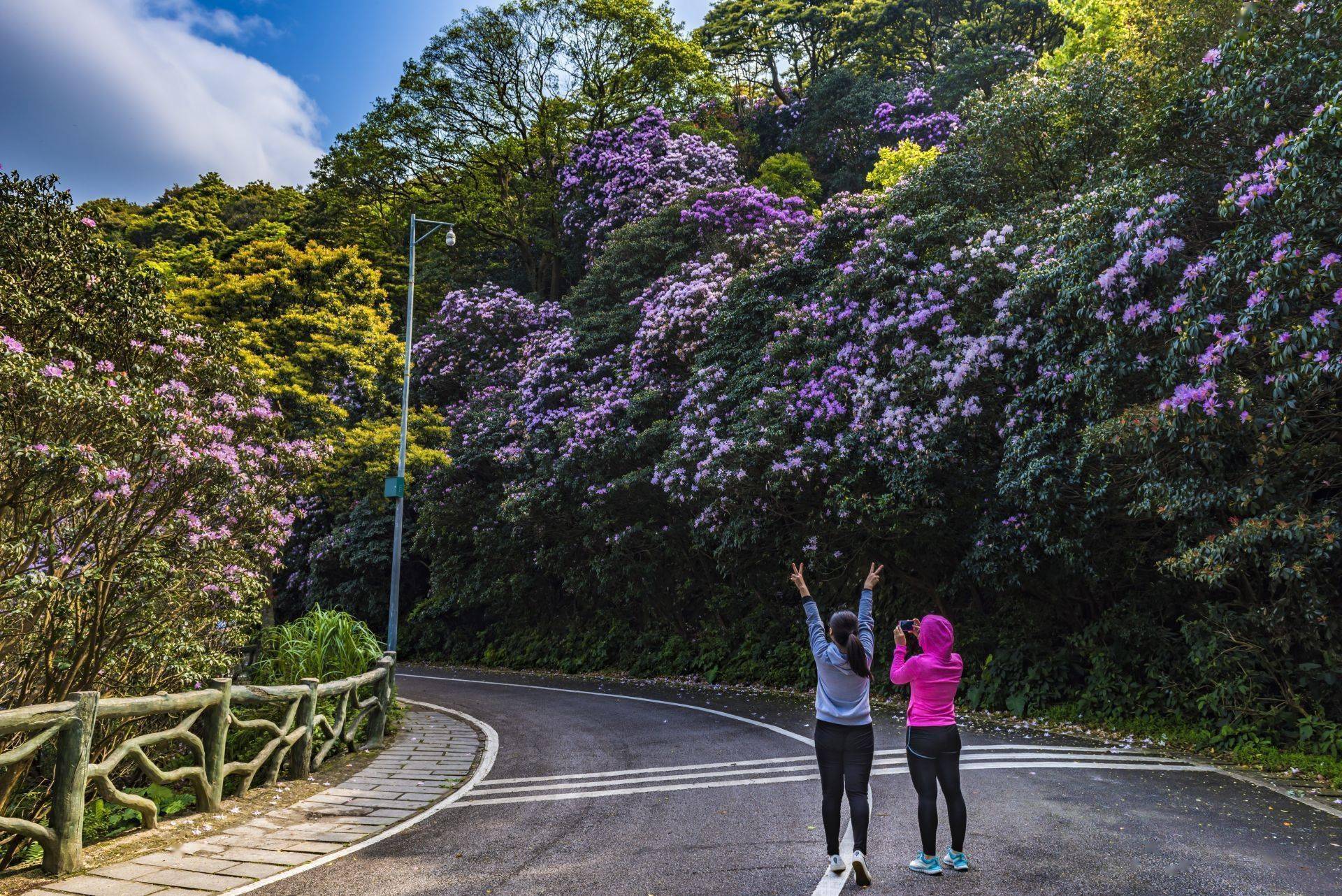 梧桐山本周将迎一年一度"最美花期",千年杜鹃王,"城中花海"等您来赏!