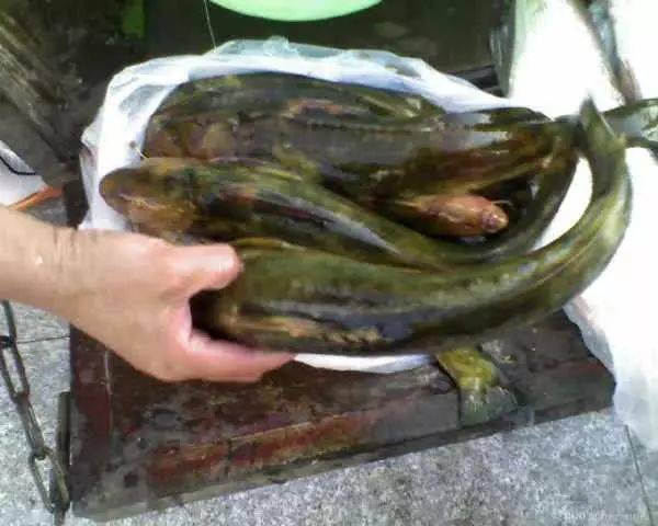 又到了夜钓鲶鱼的时机还是分不清哪种是正宗的土鲶