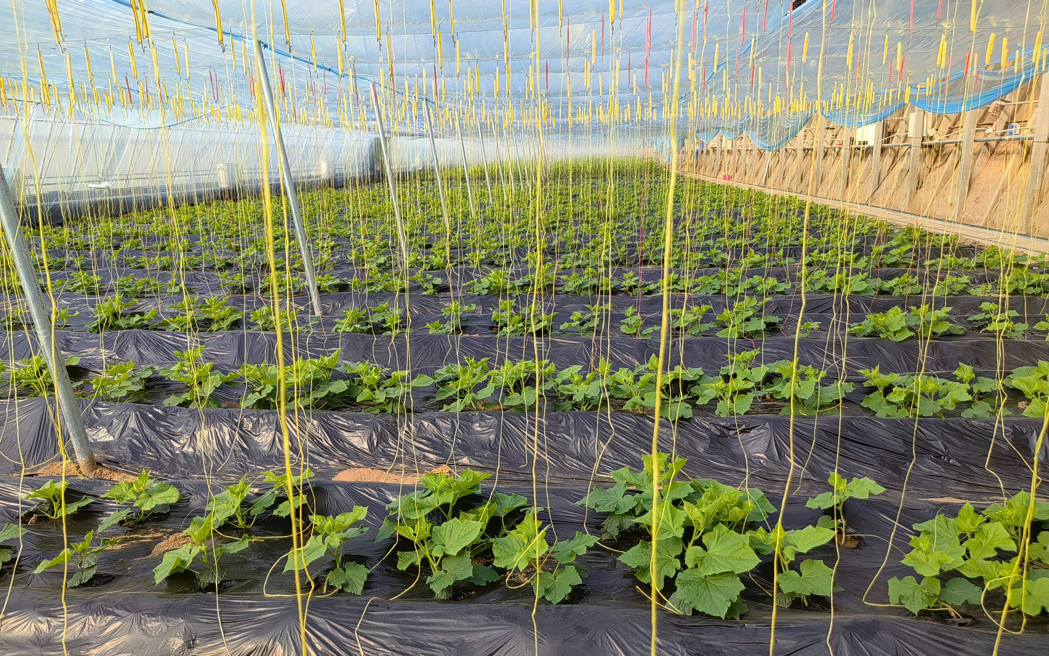 北京最大集约化育苗场,每天出苗超10万株_种苗_西瓜